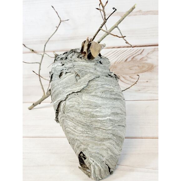 Large Real Hornet's Nest Hive Paper Wasp Bee Decor From Utah Mountains 10" x 6" - Picture 4 of 11